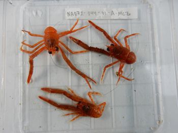 Media type: image;   Invertebrate Zoology 139215